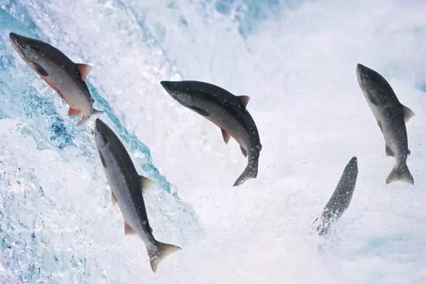 Salmon: a great fish to catch and eat